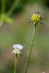 Dipsacus pilosus, Small Teasel. Wild plant shot in summer