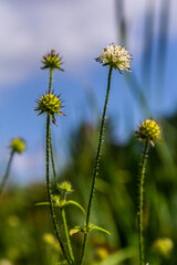 Dipsacus pilosus, Small Teasel. Wild plant shot in summer