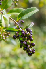 Wild privet or common privet or European privet Ligustrum vulgare fruit and berries isolated on a natural green background