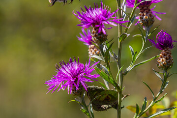 Blooming meadow knapweed, Centaurea jacea, on the meadow