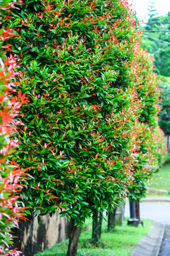 Syzygium australe plant, Syzygium paniculatum, Syzygium Oleina, Brush Cherry, Scrub Cherry, Creek Satinash, Australian Rose Apple, Christina tree, pucuk merah planted along the roadside