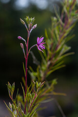 Willowherb epilobium angustifolium. Blooming sally epilobium angustifolium