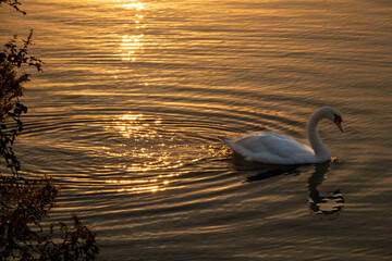 swan on the lake at sunset