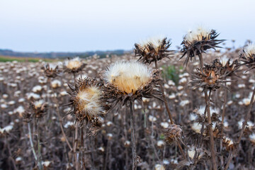 Milk thistle seed head - Latin name - Silybum marianum