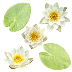 Set of leaf and flower of white water lily