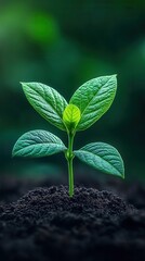 Naklejka premium A vibrant green sprout emerging from dark soil, symbolizing growth and new beginnings in nature.