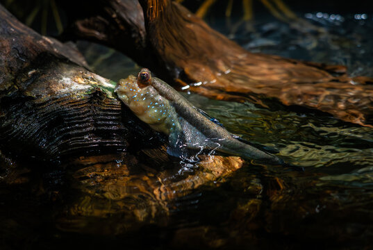 Atlantic Mudskipper - Periophthalmus barbarus, unique beautiful mudskipper native to fresh, marine, and brackish waters of the tropical Atlantic coasts of Africa.