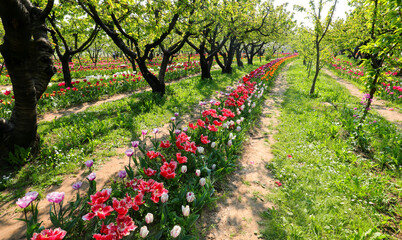farm with blooming tulip field and lush trees in spring