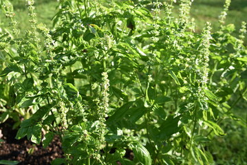 Ocimum basilicum en été au jardin