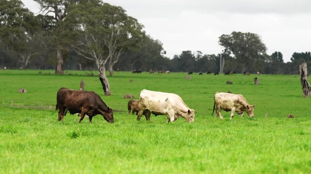 beautiful cattle in Australia  eating grass, grazing on pasture. Herd of cows free range beef being regenerative raised on an agricultural farm. Sustainable farming 