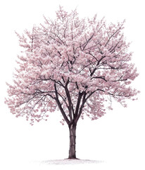 Obraz premium PNG Serene blooming cherry blossom tree