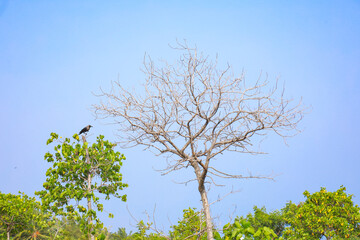 Leafless tree with sky background, Nature outdoor