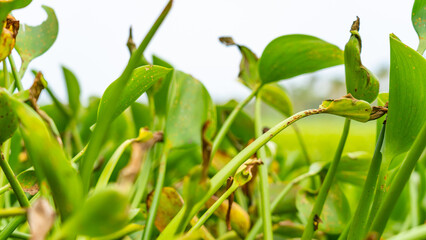 Closeup of green growth saplings and seedlings embracing warm sunlight. Nurturing nature promise