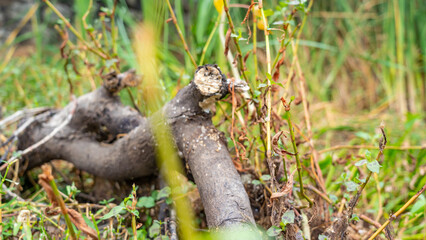 Closeup of green growth saplings and seedlings embracing warm sunlight. Nurturing nature promise