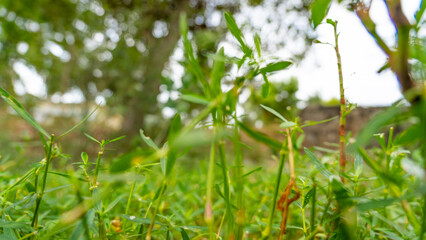 Closeup of green growth saplings and seedlings embracing warm sunlight. Nurturing nature promise