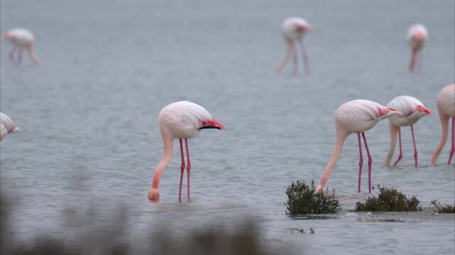 A Greater Flamingo walking in the water looking for food