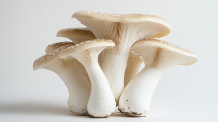 Fototapeta premium A small cluster of King oyster mushrooms standing upright on a plain white backdrop, emphasizing their sturdy structure and soft texture.