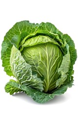 Obraz premium A single head of cabbage photographed against a white background