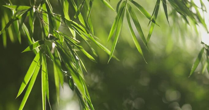 Scene leaf bokeh bamboo leaves in water