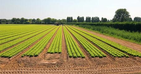 Intensive cultivation in plain of fresh lettuce on fertile sandy soil for efficient drainage and to...
