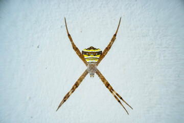 Closeup photo of Spider ( Agriope anasuja )