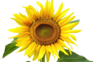 Fototapeta premium A bright yellow sunflower with green leaves on a simple white background, perfect for uses where you want to draw attention to something sunny and cheerful