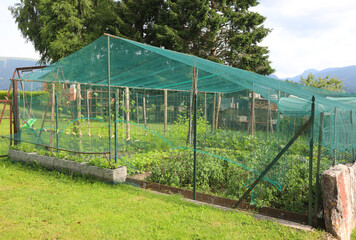 outdoor vegetable garden with a large net for protection from hail and birds