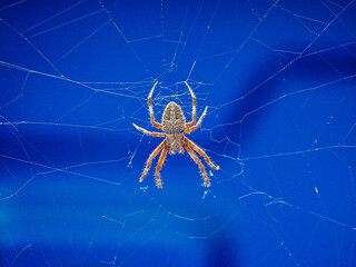 Hentz Orb Weaver 