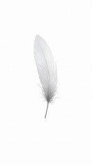 feather isolated on white background wallpaper