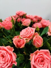 Bush rose.  Pink rose.  Gift.  Pink bud.
