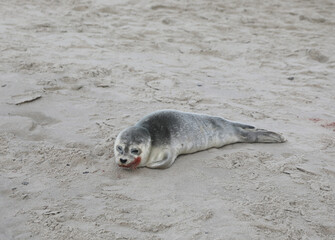 seal stranded on the seashore with its mouth red with blood after eating fish