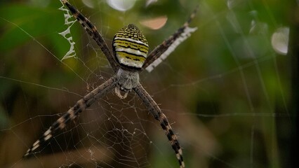 spider on web