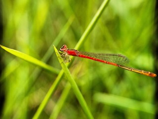 macro photo of Red needle dragonfly with scientific name Zygoptera