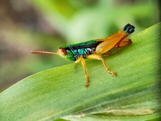 grasshopper on a leaf