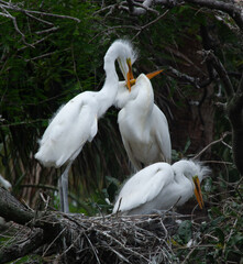 White Heron with chicks