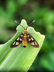 butterfly on a leaf