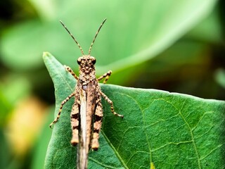 brown grasshopper on green leaf