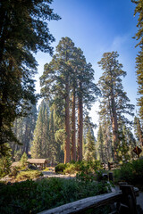The towering Sentinel Tree, a giant sequoia, stands proudly in Sequoia National Park, California. A symbol of nature’s grandeur, this tree attracts visitors from all over the world.