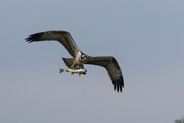 Falco pescatore con preda