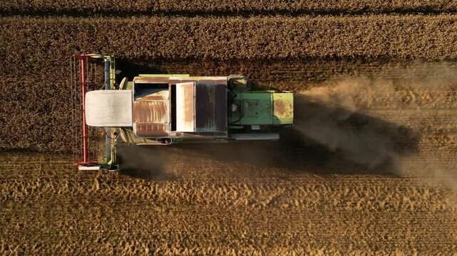 Drone shot of a combine tractor harvesting grain before dumping it in a trailer tractor hopper before delivery to storage. Summer harvest filmed from above on a sunny day. Agriculture concept.
