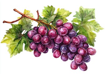 Fototapeta premium Fresh bunch of purple grapes with vibrant green leaves, perfect for illustrations or food-related designs.