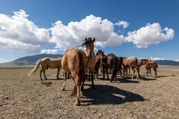 herd of horses in the nature with mountains in the background