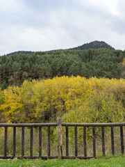 View of a forest in autumn behind a wooden fence.