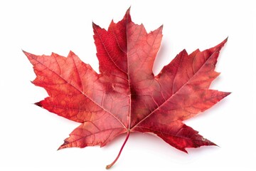 Obraz premium A single red autumn leaf sitting on a white surface