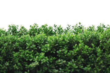 Obraz premium A green bush surrounded by a bright white sky, ideal for use in nature or landscape photography