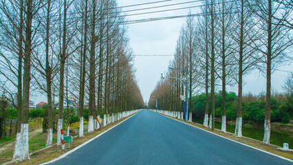 Hengsha Island, Shanghai - Trees in the forest in winter