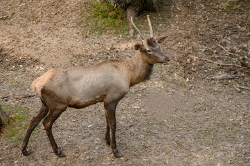 Majestic deer with long antlers stands gracefully on dirt road, surrounded by beauty of nature.