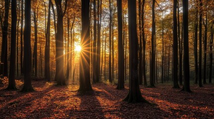 Dawning light in autumn woods