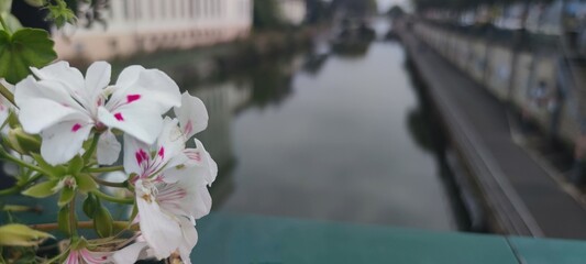 Close-up of white geranium flowers with pink edges on the left, in front view, next to a river and train tracks, with a blurry background