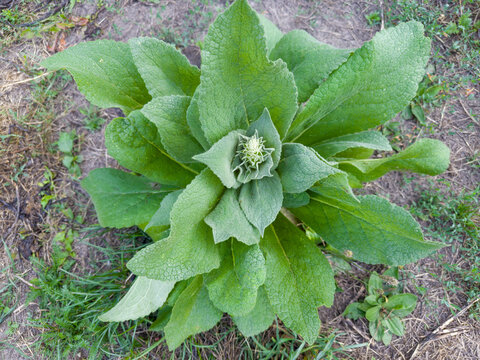 Top view of young stemless mullein plant in overcast weather